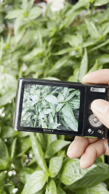 Máy ảnh Sony w610. Mua bán Máy ảnh, Máy quay tại Quận Phú Nhuận Tp Hồ Chí Minh được đăng bởi Nam  hình 1