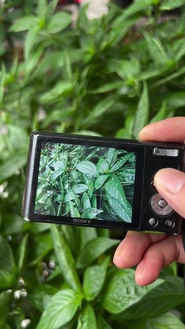 Máy ảnh Sony w610. Mua bán Máy ảnh, Máy quay tại Quận Phú Nhuận Tp Hồ Chí Minh được đăng bởi Nam  hình 1