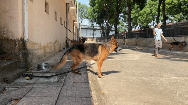 Chó Becgie đực nghiệp vụ. Mua bán Chó tại Thành phố Thủ Đức Tp Hồ Chí Minh được đăng bởi Lê Minh Thành hình 1