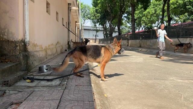 Chó Becgie đực nghiệp vụ. Mua bán Chó tại Thành phố Thủ Đức Tp Hồ Chí Minh được đăng bởi Lê Minh Thành hình 1