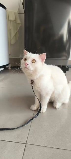 Mèo đực 9 tháng màu Trắng. Mua bán Mèo tại Quận Bình Thạnh Tp Hồ Chí Minh được đăng bởi Ly hình 1