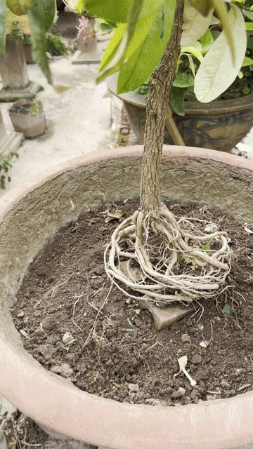 Cây Vú Sữa Văn Nhân. Mua bán Cây cảnh, đồ trang trí tại Quận Long Biên Hà Nội được đăng bởi Nguyen Thanh hình 1