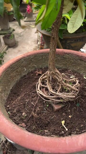 Cây Vú Sữa Văn Nhân. Mua bán Cây cảnh, đồ trang trí tại Quận Long Biên Hà Nội được đăng bởi Nguyen Thanh hình 1