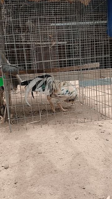 Gà Bướm 3.2kg Gà tơ. Mua bán Gà tại Huyện Trảng Bom Đồng Nai được đăng bởi TG Hoàng Sơn hình 1