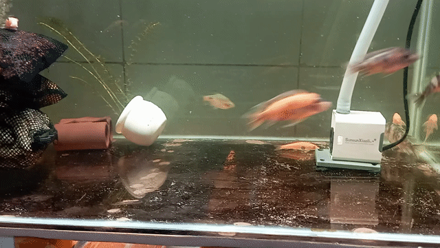 Cá Ali Thái OB Peacock Trống mái 2 cặp. Mua bán Thú cưng khác tại Quận Bình Tân Tp Hồ Chí Minh được đăng bởi Thành Hay hình 1