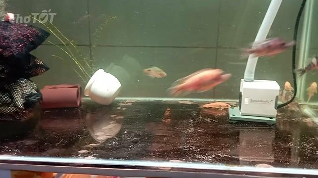 Cá Ali Thái OB Peacock Trống mái 2 cặp. Mua bán Thú cưng khác tại Quận Bình Tân Tp Hồ Chí Minh được đăng bởi Thành Hay hình 1