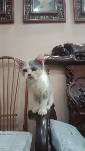 Bé cái aln gần 3 tháng. Mua bán Mèo tại Quận Lê Chân Hải Phòng được đăng bởi Ching hình 1