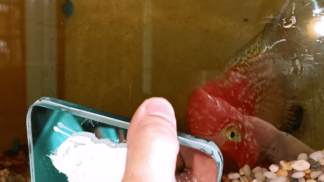 Cá cảnh Kamfa F1 Đỏ cam 3.5 ngón. Mua bán Thú cưng khác tại Quận Tân Bình Tp Hồ Chí Minh được đăng bởi Dũng hình 1