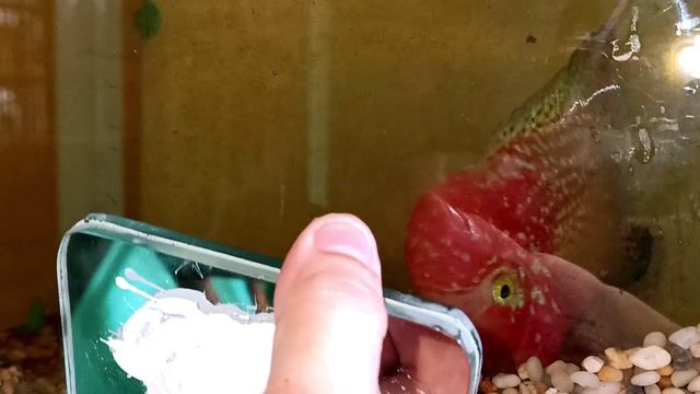 Cá cảnh Kamfa F1 Đỏ cam 3.5 ngón. Mua bán Thú cưng khác tại Quận Tân Bình Tp Hồ Chí Minh được đăng bởi Dũng hình 1