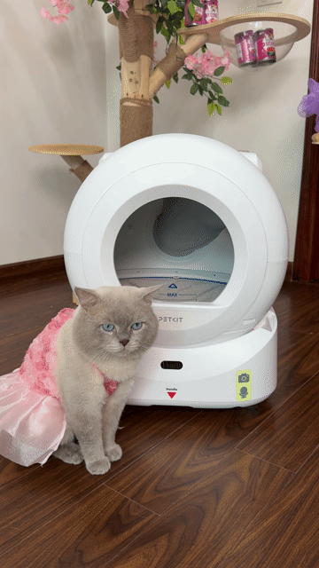 Hộp vệ sinh tự động PETKIT PUROBOT ULTRA 2026. Mua bán Phụ kiện, Thức ăn, Dịch vụ tại Quận Cầu Giấy Hà Nội được đăng bởi Mèo hình 1