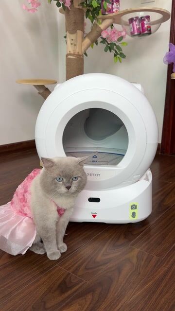 Hộp vệ sinh tự động PETKIT PUROBOT ULTRA 2026. Mua bán Phụ kiện, Thức ăn, Dịch vụ tại Quận Cầu Giấy Hà Nội được đăng bởi Mèo hình 1