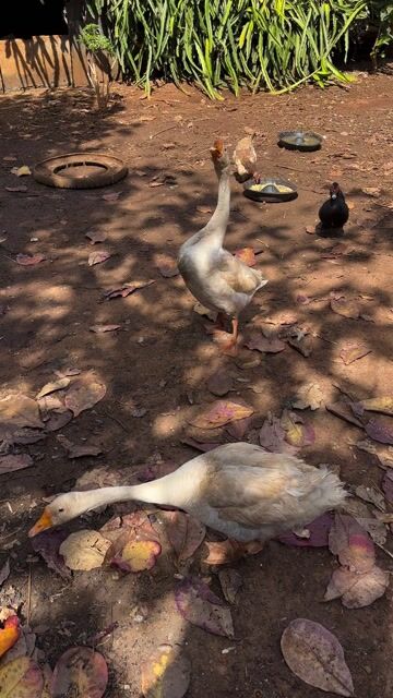 Ngỗng Trắng Trưởng thành Cặp. Mua bán Thú cưng khác tại Huyện Chư Prông Gia Lai được đăng bởi Phạm Kiên Cường hình 1