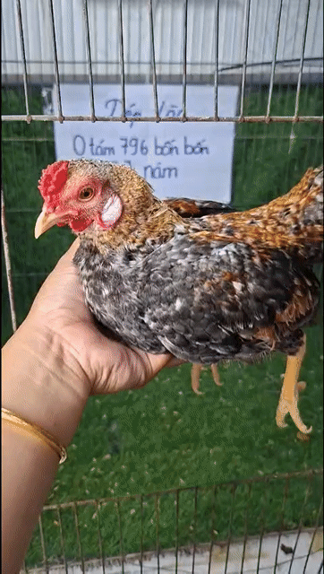 trống tre bắc . Mua bán Gà tại Huyện Bình Chánh Tp Hồ Chí Minh được đăng bởi Trương hình 1