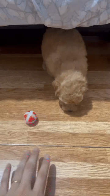 Chó Poodle Đực Cái Con Đã tiêm ngừa. Mua bán Chó tại Thành phố Đồng Xoài Bình Phước được đăng bởi Phan thư hình 1