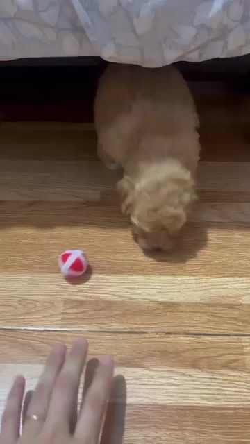 Chó Poodle Đực Cái Con Đã tiêm ngừa. Mua bán Chó tại Thành phố Đồng Xoài Bình Phước được đăng bởi Phan thư hình 1