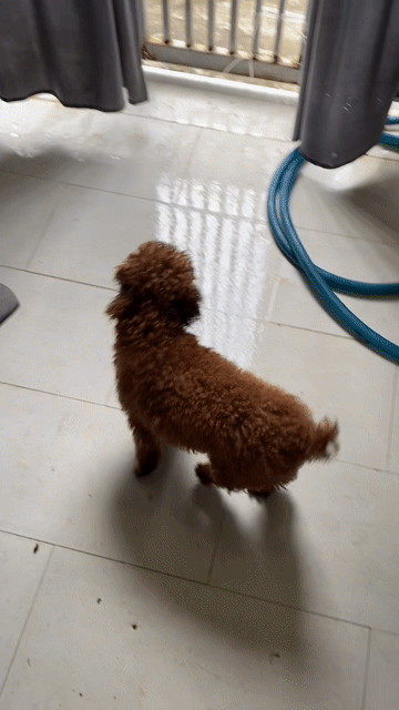 Chó Poodle Nâu cái 1 tuổi. Mua bán Chó tại Quận Ninh Kiều Cần Thơ được đăng bởi Trại Cún Kiên Phạm hình 1
