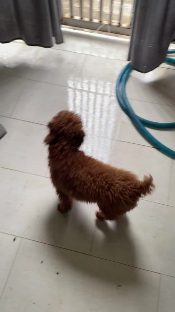Chó Poodle Nâu cái 1 tuổi. Mua bán Chó tại Quận Ninh Kiều Cần Thơ được đăng bởi Trại Cún Kiên Phạm hình 1