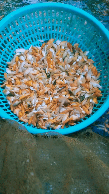 Cá cảnh giá rẻ, tính theo kí. Mua bán Thú cưng khác tại Thị xã Bình Long Bình Phước được đăng bởi Nguyen Hoang  hình 1