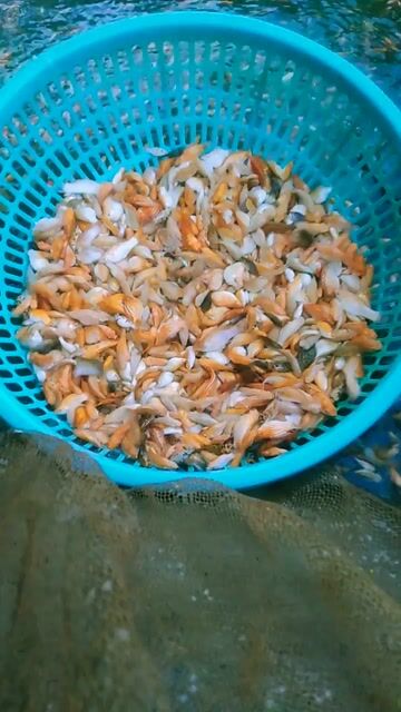 Cá cảnh giá rẻ, tính theo kí. Mua bán Thú cưng khác tại Thị xã Bình Long Bình Phước được đăng bởi Nguyen Hoang  hình 1