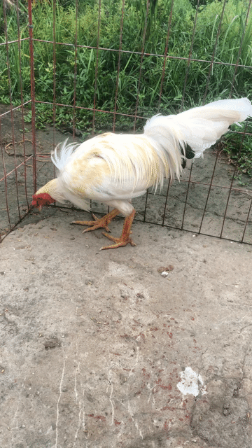 Gà tơ trống 3kg màu Trắng. Mua bán Gà tại Huyện Mỹ Tú Sóc Trăng được đăng bởi Mai Hoài Chương hình 1