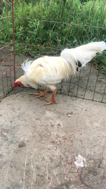 Gà tơ trống 3kg màu Trắng. Mua bán Gà tại Huyện Mỹ Tú Sóc Trăng được đăng bởi Mai Hoài Chương hình 1