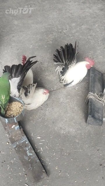 gà thái chuối tuyết . Mua bán Gà tại Quận 6 Tp Hồ Chí Minh được đăng bởi Nguyễn Văn út  hình 1