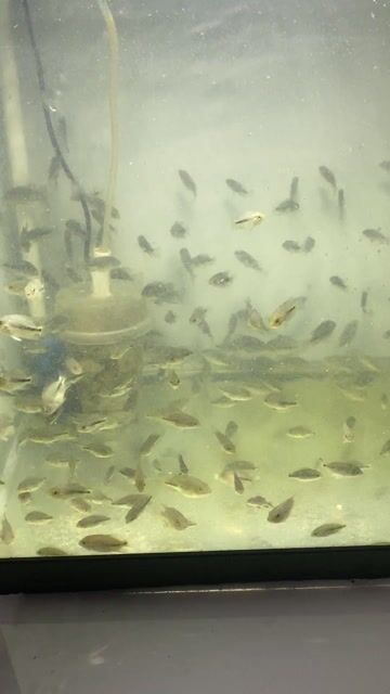 Cá La Hán F0 Vieja Hybrid Ngón út. Mua bán Thú cưng khác tại Quận Tân Phú Tp Hồ Chí Minh được đăng bởi Tiến hình 1