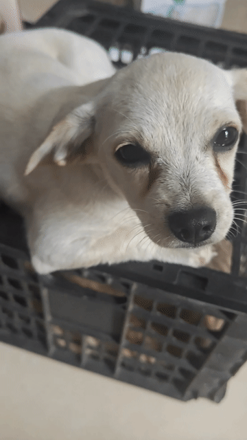 Chó Phốc Hươu lai Poodle trắng đã sổ giun. Mua bán Chó tại Quận Tây Hồ Hà Nội được đăng bởi Đỗ Minh Tuấn hình 1