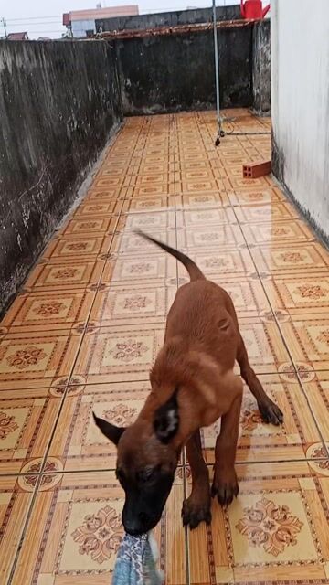 Mong muốn tìm chủ yêu thương cún. Mua bán Chó tại Thành phố Thuận An Bình Dương được đăng bởi Kiên Trung hình 1