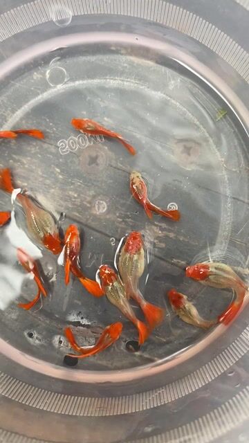 Cá cảnh Will Koi RB Finc Cam Trắng. Mua bán Thú cưng khác tại Quận 8 Tp Hồ Chí Minh được đăng bởi Thiên hình 1