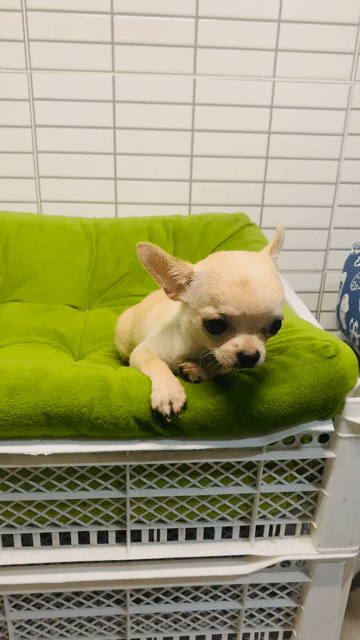 Chó Chihuahua cái màu Kem. Mua bán Chó tại Quận 8 Tp Hồ Chí Minh được đăng bởi Nguyễn Mạnh  hình 1