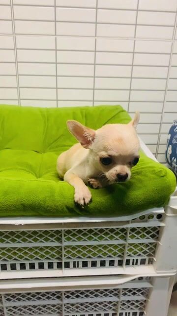 Chó Chihuahua cái màu Kem. Mua bán Chó tại Quận 8 Tp Hồ Chí Minh được đăng bởi Nguyễn Mạnh  hình 1
