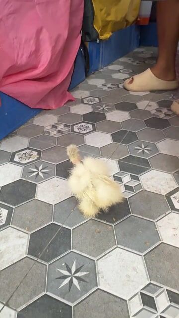 Gà Showgirl Trắng Lông xù. Mua bán Gà tại Thành phố Vĩnh Long Vĩnh Long được đăng bởi Thí Lê hình 1