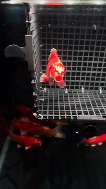 Cá Phi tần cửu cáp 13-14 Đỏ, body lực đầu cong. Mua bán Thú cưng khác tại Quận Tân Phú Tp Hồ Chí Minh được đăng bởi umiiue hình 1