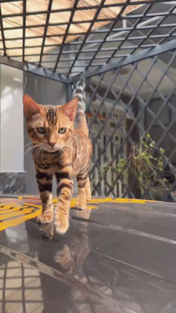 Mèo Bengal Thuần Chủng 8 Tháng Tuổi, Form Đẹp. Mua bán Mèo tại Thành phố Thủ Dầu Một Bình Dương được đăng bởi Lò Hơi Vương Long hình 1