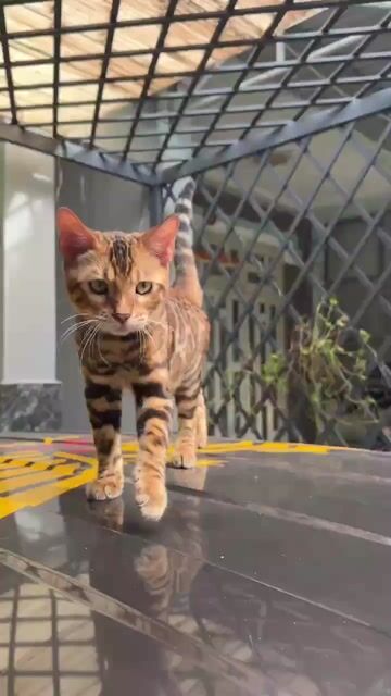 Mèo Bengal Thuần Chủng 8 Tháng Tuổi, Form Đẹp. Mua bán Mèo tại Thành phố Thủ Dầu Một Bình Dương được đăng bởi Lò Hơi Vương Long hình 1