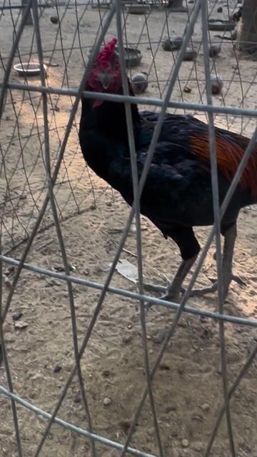 Gà chọi Ô tía. Mua bán Gà tại Quận Ngũ Hành Sơn Đà Nẵng được đăng bởi Lai hình 1