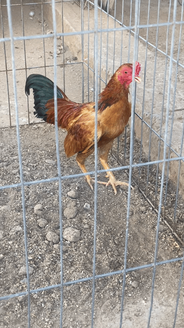 Gà cảnh 11 tháng Nâu, đen. Mua bán Gà tại Quận Tây Hồ Hà Nội được đăng bởi Nguyen manh lâm hình 1