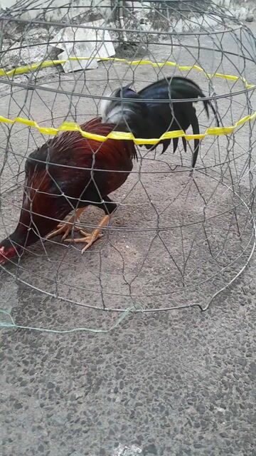 Gà tơ 1.1kg Nâu đen. Mua bán Gà tại Quận 8 Tp Hồ Chí Minh được đăng bởi Huy hình 1