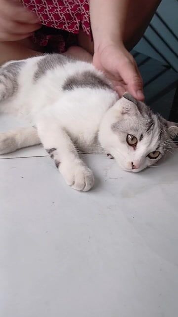 Mèo Nga tai cụp Đẹp - Giá 500k Gò vấp. Mua bán Mèo tại Quận Gò Vấp Tp Hồ Chí Minh được đăng bởi duy linh  hình 1