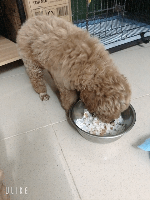 Chó Poodle đực màu Nâu. Mua bán Chó tại Quận 6 Tp Hồ Chí Minh được đăng bởi minh tâm hình 1