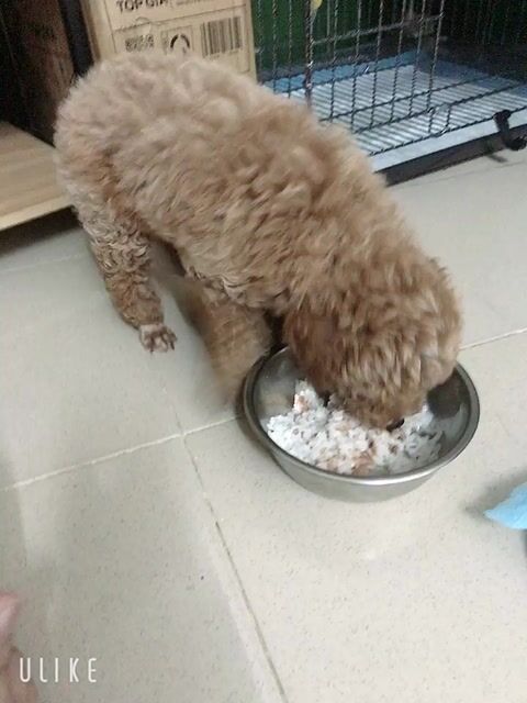 Chó Poodle đực màu Nâu. Mua bán Chó tại Quận 6 Tp Hồ Chí Minh được đăng bởi minh tâm hình 1