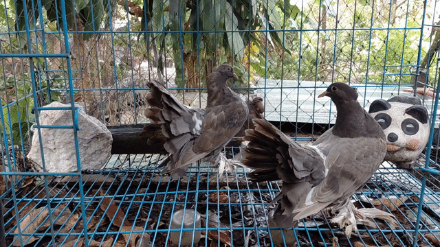 Chim Bồ Câu Xòe Tơ Xám. Mua bán Chim tại Huyện Bắc Tân Uyên Bình Dương được đăng bởi SEE TINH Pigeons v SEE TÌNH Bồ Câu Kiểng hình 1