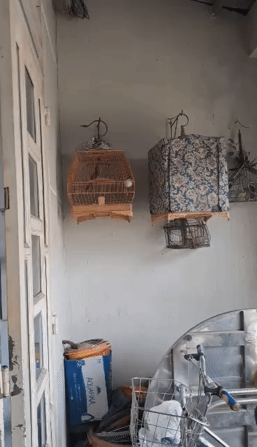 Chim chào mào bổi nhát. Mua bán Chim tại Quận Tân Phú Tp Hồ Chí Minh được đăng bởi Sơn hình 1