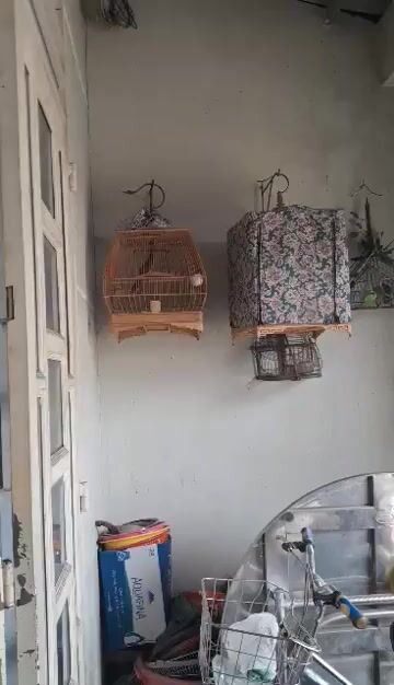 Chim chào mào bổi nhát. Mua bán Chim tại Quận Tân Phú Tp Hồ Chí Minh được đăng bởi Sơn hình 1