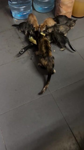 Mèo con 3 tháng tuổi. Mua bán Mèo tại Quận Bình Thạnh Tp Hồ Chí Minh được đăng bởi Hương Nguyễn hình 1