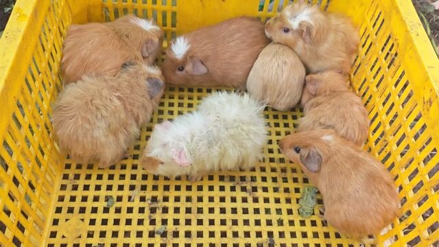 Bọ ú HCM. Mua bán Thú cưng khác tại Quận 12 Tp Hồ Chí Minh được đăng bởi Huỳnh Kha hình 1