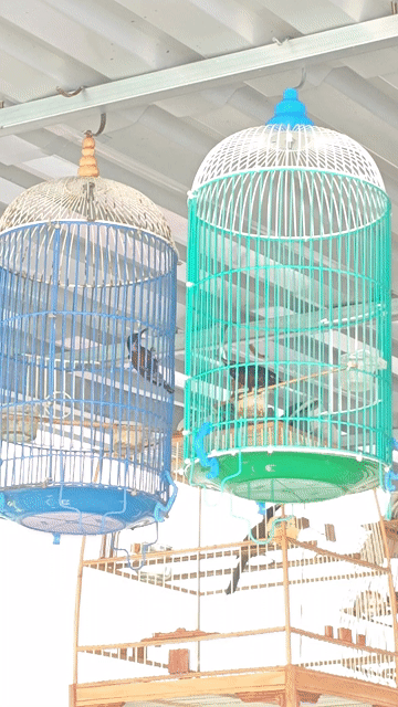 Chim hút mật 7 màu cám hạt. Mua bán Chim tại Thành phố Thủ Đức Tp Hồ Chí Minh được đăng bởi Nguyễn Quang Vinh hình 1