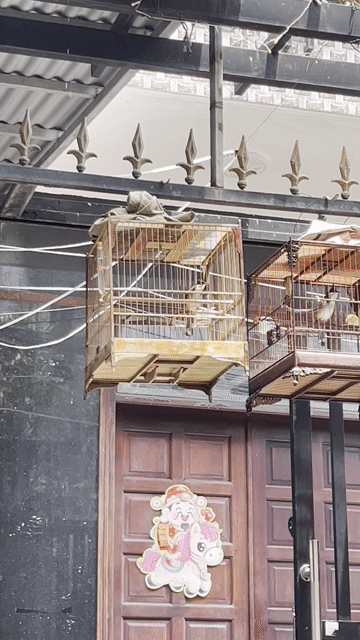 Chim chào mào 1 mùa lông. Mua bán Chim tại Quận Tân Phú Tp Hồ Chí Minh được đăng bởi Hoàng Phát hình 1