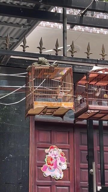 Chim chào mào 1 mùa lông. Mua bán Chim tại Quận Tân Phú Tp Hồ Chí Minh được đăng bởi Hoàng Phát hình 1